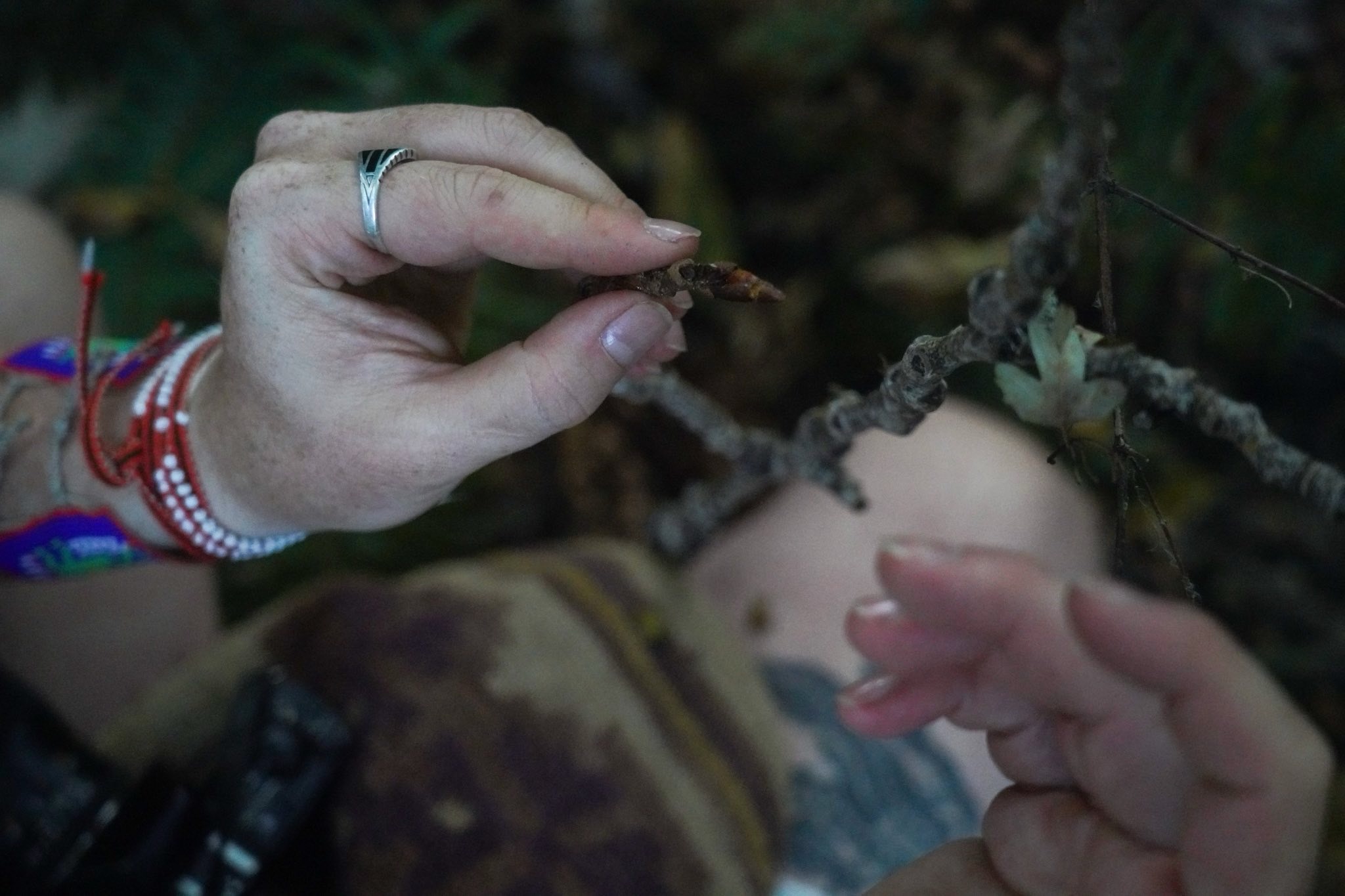 Hands working with plants